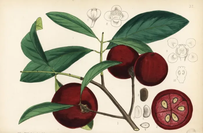 Framed Print : Kokum, amsool or brindall, Garcinia indica Framed Print : Kokum, amsool or brindall, Garcinia indica