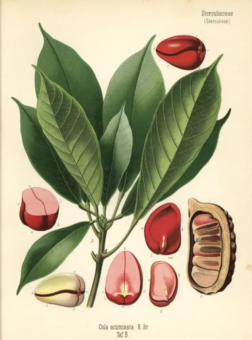Framed Print : Kola nut or kola tree, Cola acuminata Framed Print : Kola nut or kola tree, Cola acuminata