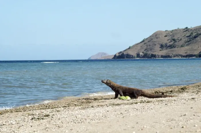 Framed Print : Komodo Dragon - on Beach Framed Print : Komodo Dragon - on Beach