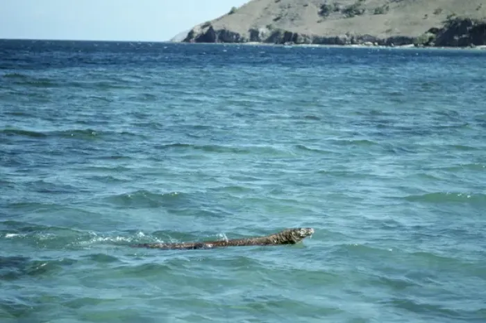 Framed Print : Komodo Dragon - swiming Framed Print : Komodo Dragon - swiming