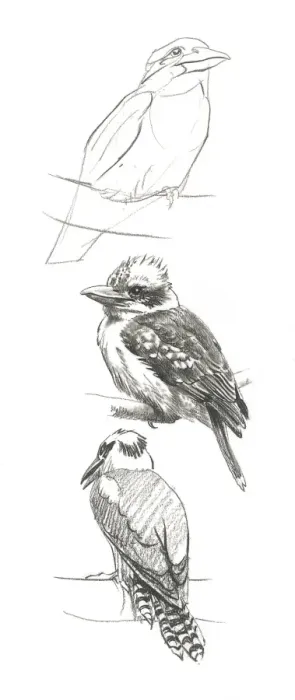 Framed Print : Kookaburra Framed Print : Kookaburra