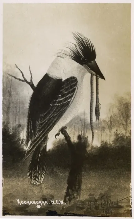 Framed Print : A Kookaburra (having recently caught a snake), Australia Framed Print : A Kookaburra (having recently caught a snake), Australia