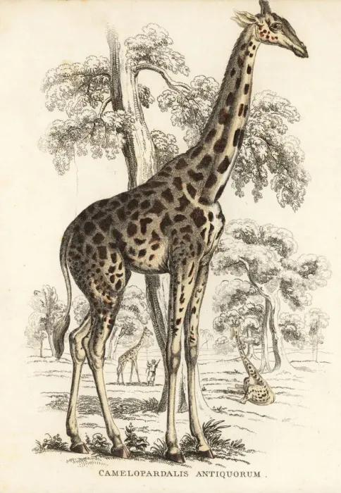 Framed Print : Kordofan giraffe, Giraffa camelopardalis antiquorum Framed Print : Kordofan giraffe, Giraffa camelopardalis antiquorum
