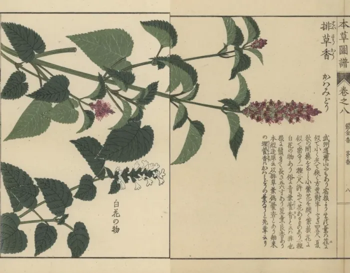 Framed Print : Korean mint and anise hyssop Framed Print : Korean mint and anise hyssop