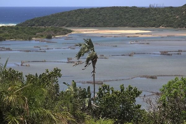 Kosi Bay. Maputuland area of KwaZulu-Natal, South Africa