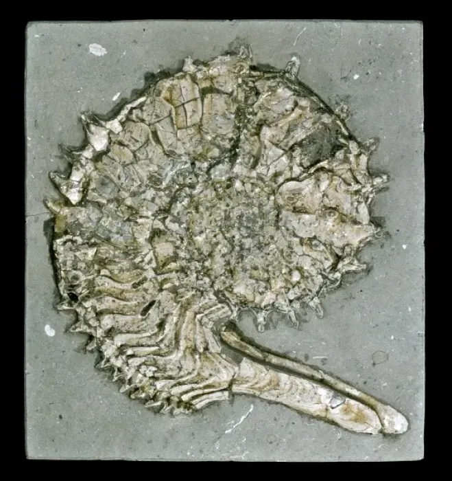 Framed Print : Kosmoceras acutistriatum, ammonite Framed Print : Kosmoceras acutistriatum, ammonite