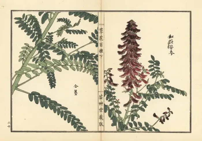 Framed Print : Kouka or kujin, Sophora flavescens Framed Print : Kouka or kujin, Sophora flavescens