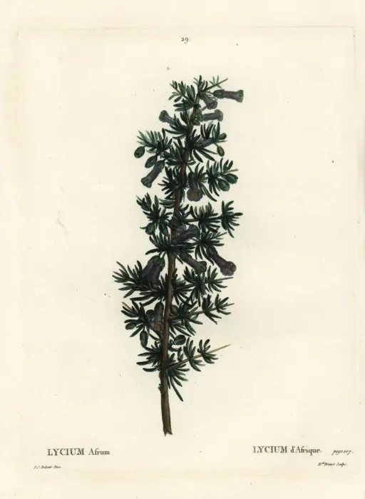 Framed Print : Kraal honey thorn, Lycium afrum Framed Print : Kraal honey thorn, Lycium afrum