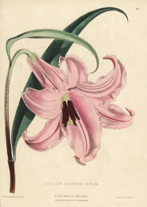 Framed Print : Kramer's lily, Lilium japonicum var. japonicum Framed Print : Kramer's lily, Lilium japonicum var. japonicum