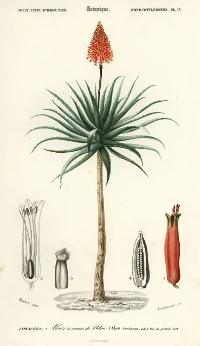 Framed Print : Krantz aloe, Aloe arborescens Framed Print : Krantz aloe, Aloe arborescens