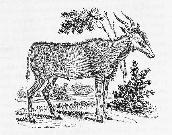 Kudu (Bewick). Bewick termed this the Elk- Antelope, one of the larger kinds of gazelles 