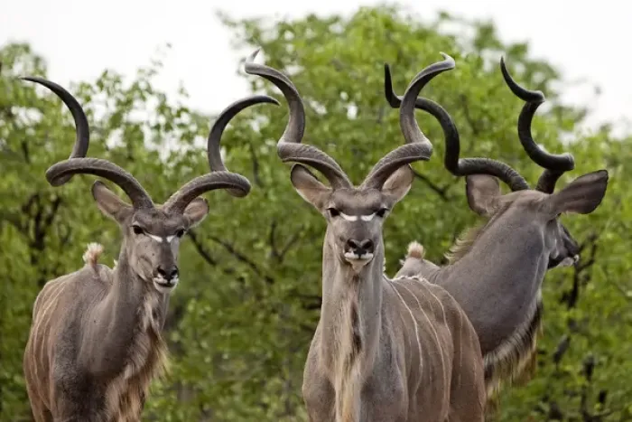 Framed Print : Kudu - males (males are seen with females only Framed Print : Kudu - males (males are seen with females only