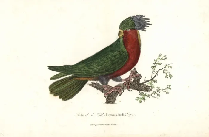 Framed Print : Kuhls lorikeet, Vini kuhlii (endangered) Framed Print : Kuhls lorikeet, Vini kuhlii (endangered)