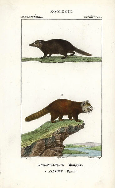 Kusimanse, Crossarchus obscurus, and red panda