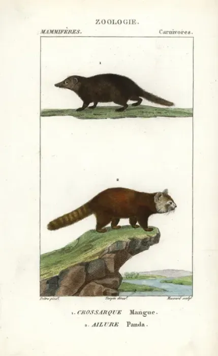 Framed Print : Kusimanse, Crossarchus obscurus, and red panda Framed Print : Kusimanse, Crossarchus obscurus, and red panda