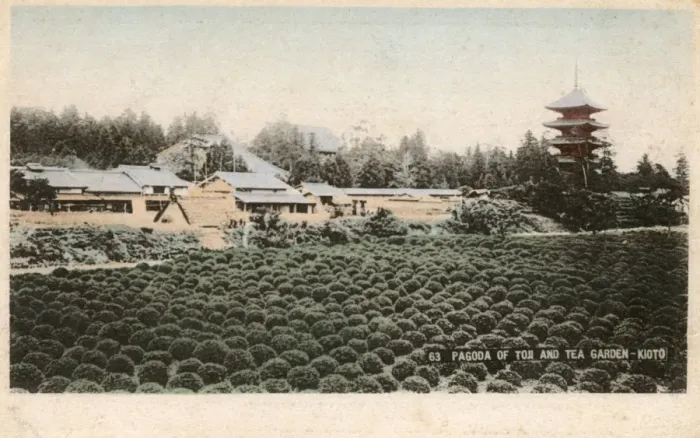 Framed Print : Kyoto, Japan - Pagoda of Toji and Tea Garden Framed Print : Kyoto, Japan - Pagoda of Toji and Tea Garden