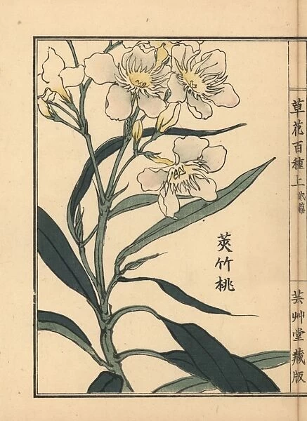 Kyouchikutou or oleander flower, Nerium oleander var indicum