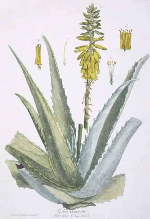 Framed Print : L aloe commun, aloe vera Framed Print : L aloe commun, aloe vera