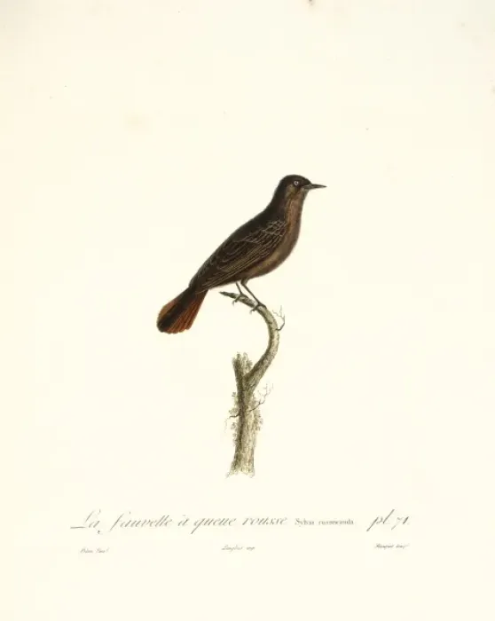 Framed Print : La fauvette a queue rousse, a red-tailed warbler Framed Print : La fauvette a queue rousse, a red-tailed warbler