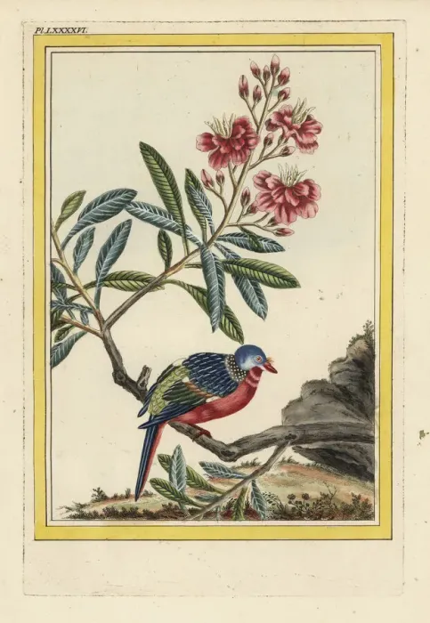 Framed Print : La Labordere. Rhododendron species? Framed Print : La Labordere. Rhododendron species?
