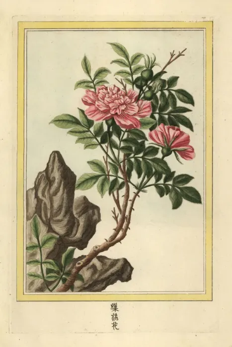 Framed Print : La Rose semi-double de la Chine Framed Print : La Rose semi-double de la Chine