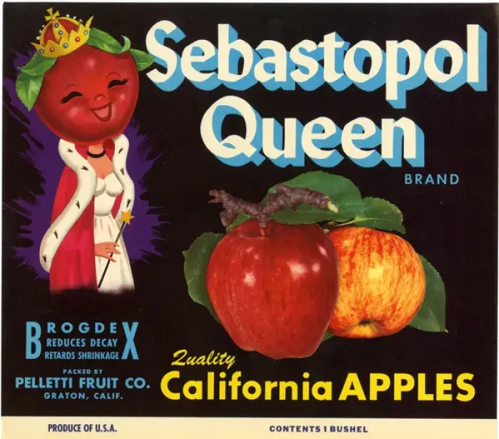 Framed Print : Label design, Sebastopol Queen Apples Framed Print : Label design, Sebastopol Queen Apples