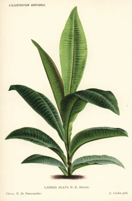 Framed Print : Labisia alata Framed Print : Labisia alata