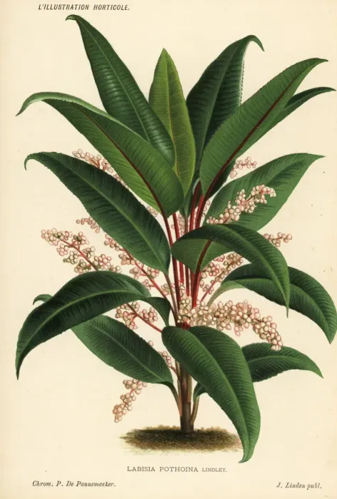 Framed Print : Labisia pothoina Framed Print : Labisia pothoina