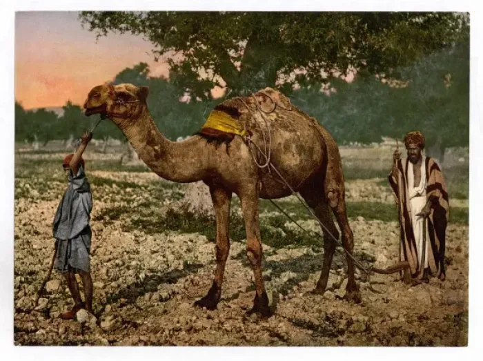 Framed Print : Laborers, Plain of Esdraelon, Holy Land, (i. e. Plain of Jez Framed Print : Laborers, Plain of Esdraelon, Holy Land, (i. e. Plain of Jez