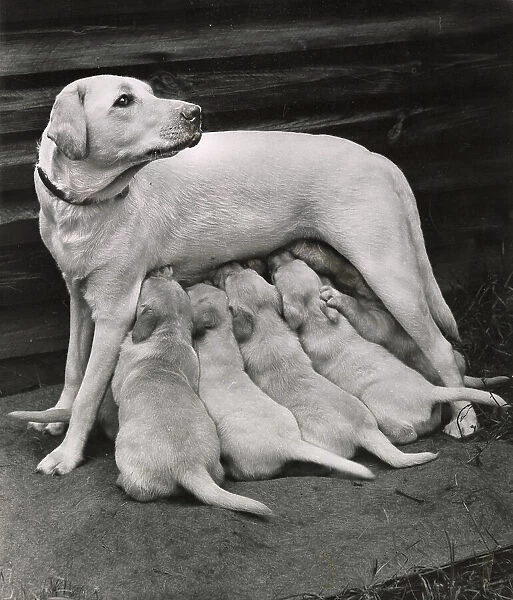 Labrador Date: circa 1960s