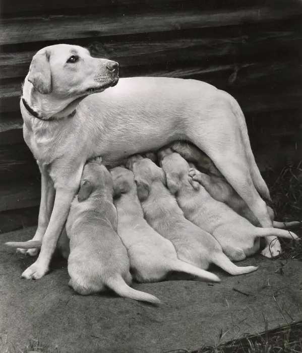 Framed Print : Labrador Date: circa 1960s Framed Print : Labrador Date: circa 1960s