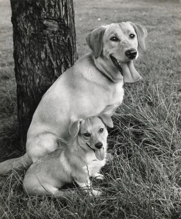 Framed Print : Labrador Date: circa 1960s Framed Print : Labrador Date: circa 1960s