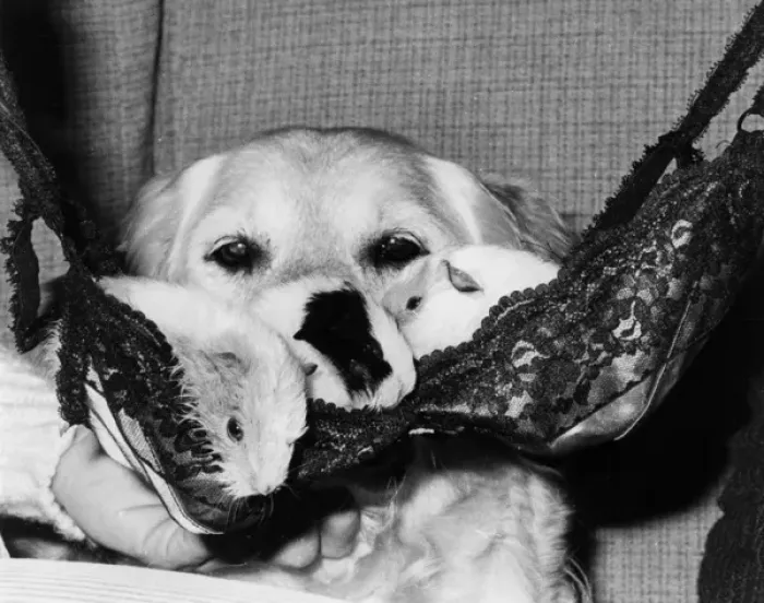 Framed Print : Labrador dog cuddling up to baby guinea pigs Framed Print : Labrador dog cuddling up to baby guinea pigs