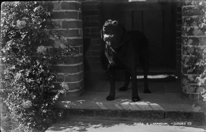 Framed Print : A Labrador at the Doorstep Framed Print : A Labrador at the Doorstep