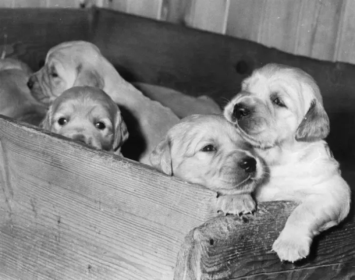 Framed Print : Four labrador puppies in a wooden box Framed Print : Four labrador puppies in a wooden box