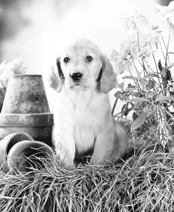 Framed Print : Labrador puppy Framed Print : Labrador puppy