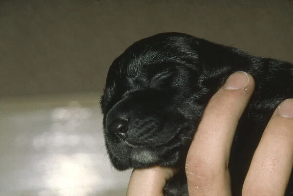Labrador puppy, two days old