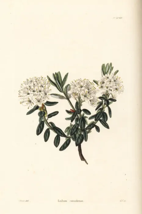 Framed Print : Labrador tea, Ledum canadense Framed Print : Labrador tea, Ledum canadense