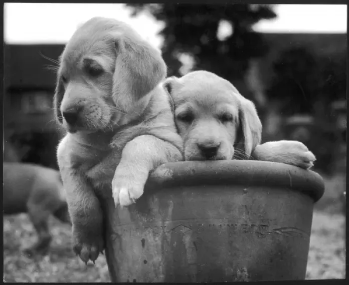 Framed Print : Labradors in Pot Framed Print : Labradors in Pot