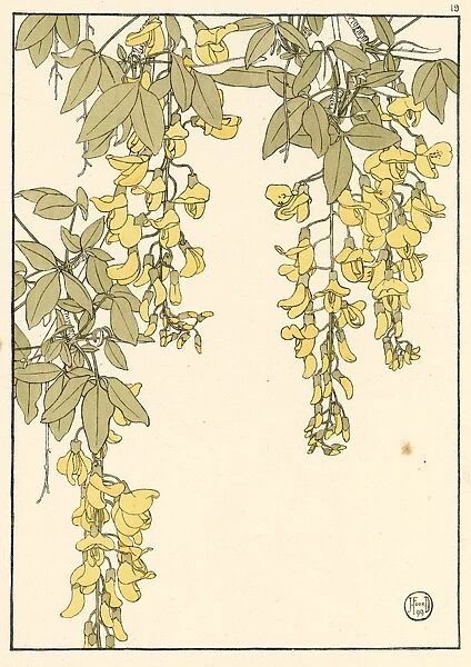 Laburnum. Decorative study by Jeannie Foord, of Laburnum a small tree.. 1899