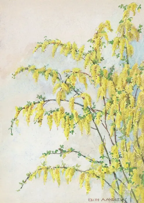 Framed Print : Laburnum - Gardens Framed Print : Laburnum - Gardens