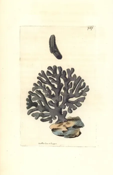 Framed Print : Lace coral, Distichopora violacea Framed Print : Lace coral, Distichopora violacea