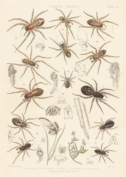 Framed Print : Lace-webbed and lace-weaver spiders Framed Print : Lace-webbed and lace-weaver spiders