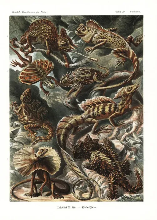 Framed Print : Lacertilia lizards and chameleons Framed Print : Lacertilia lizards and chameleons