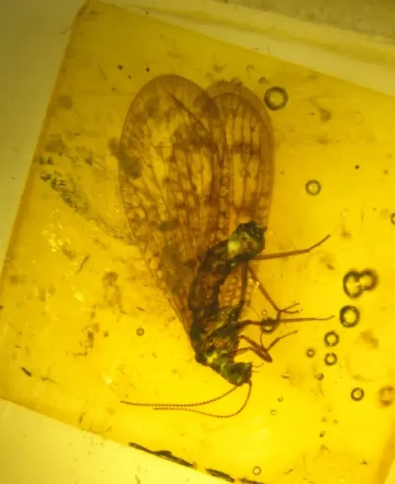 Framed Print : Lacewing in amber Framed Print : Lacewing in amber