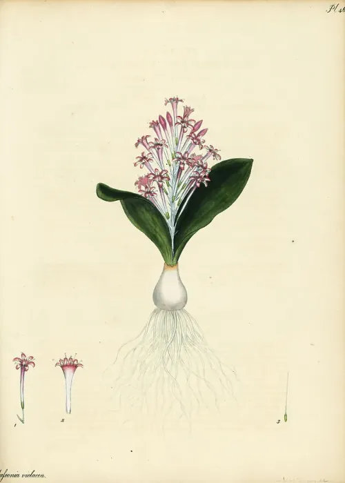 Framed Print : Lachenalia ensifolia Framed Print : Lachenalia ensifolia