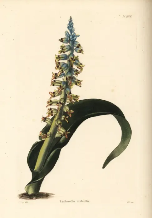 Framed Print : Lachenalia mutabilis Framed Print : Lachenalia mutabilis
