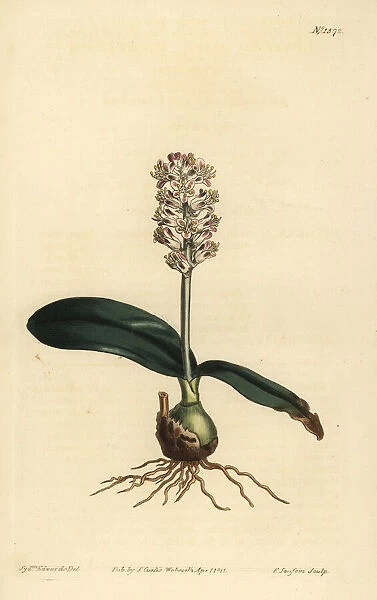 Lachenalia pallida (Glossy leaved lachenalia, Lachenalia lucida)
