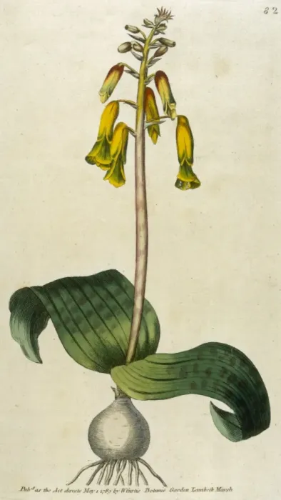 Framed Print : Lachenalia Tricolor Framed Print : Lachenalia Tricolor
