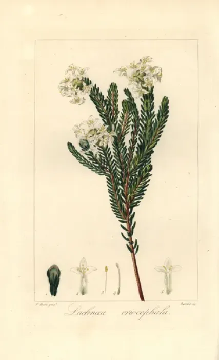 Framed Print : Lachnaea eriocephala, native of South Africa Framed Print : Lachnaea eriocephala, native of South Africa